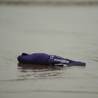Squid - M