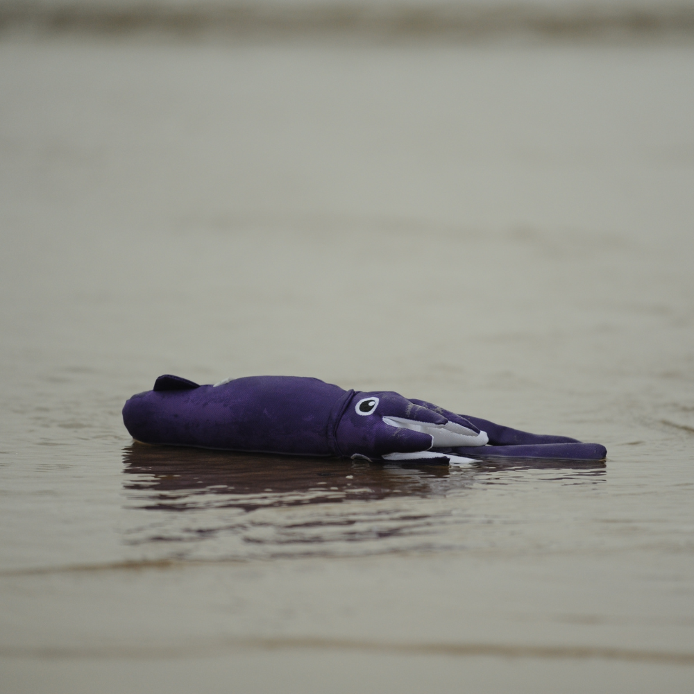 Squid - M