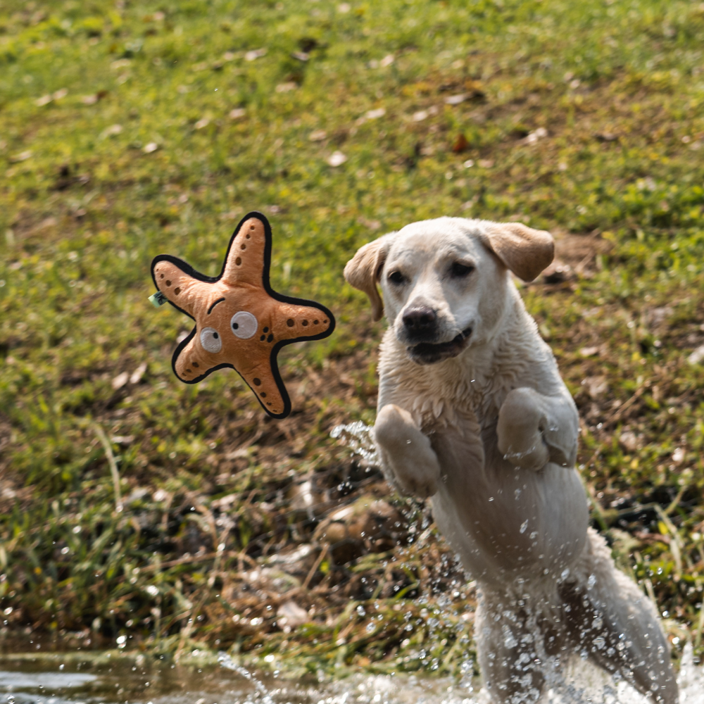 Starfish - M