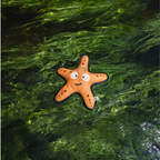 Starfish - M