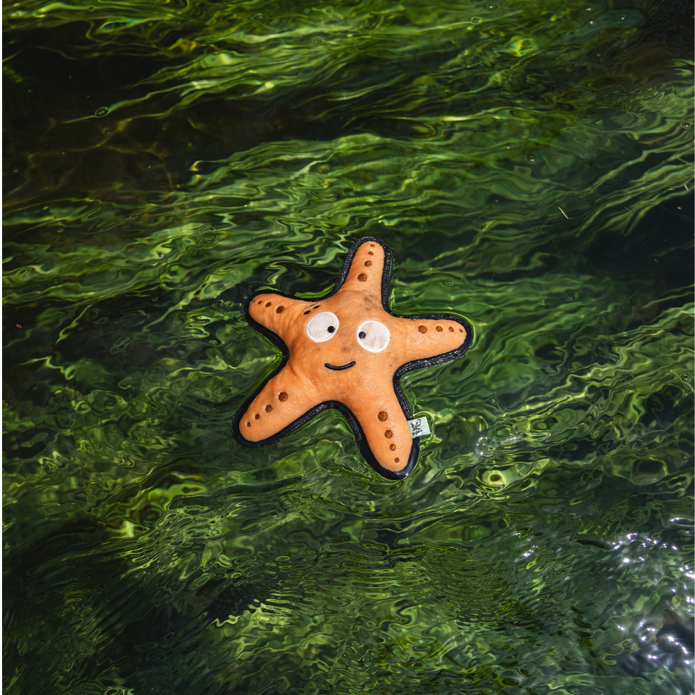 Starfish - M