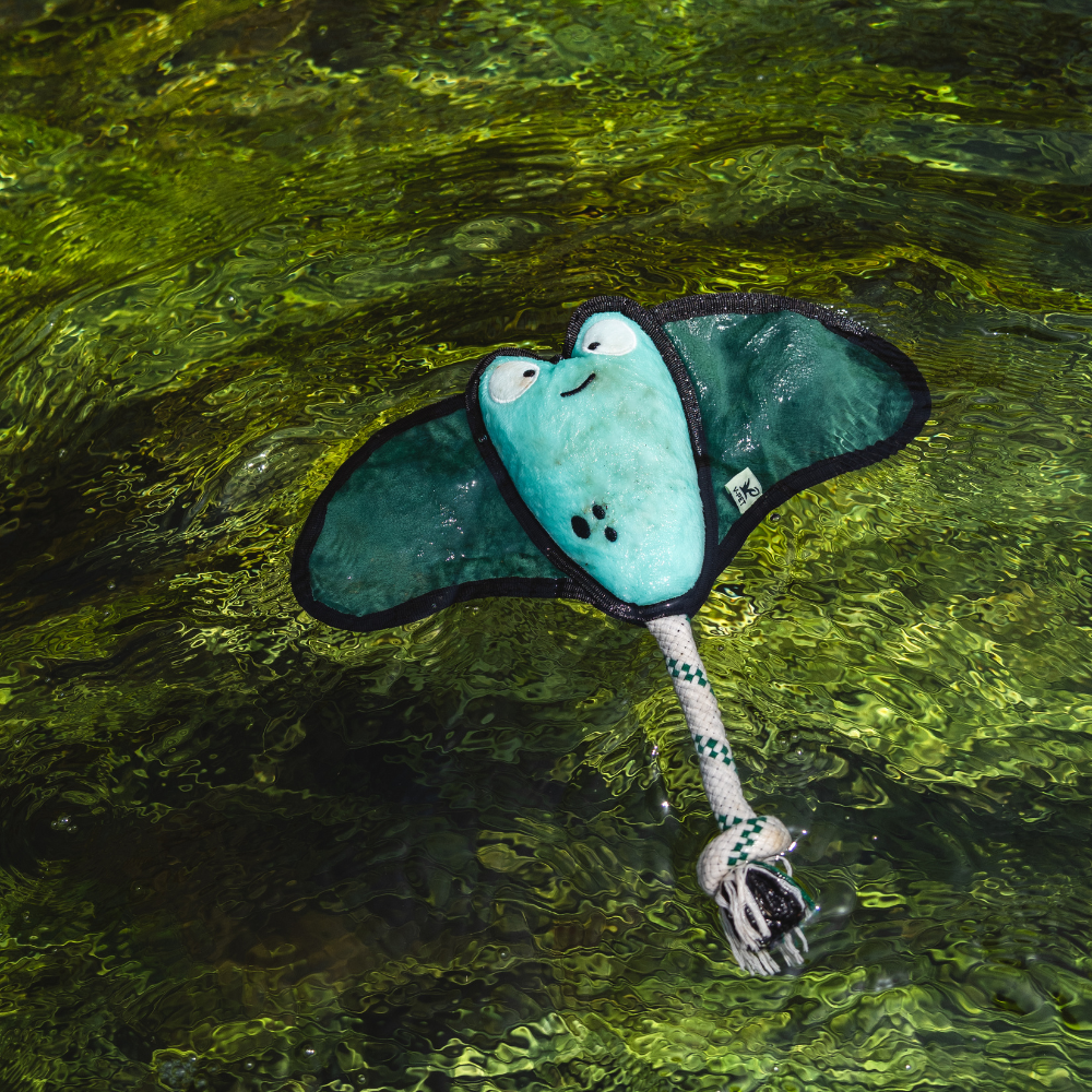 Stingray - M